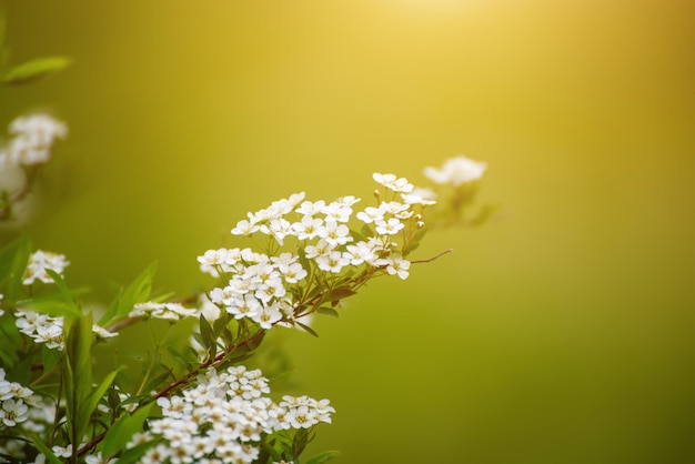 Spring white flowers