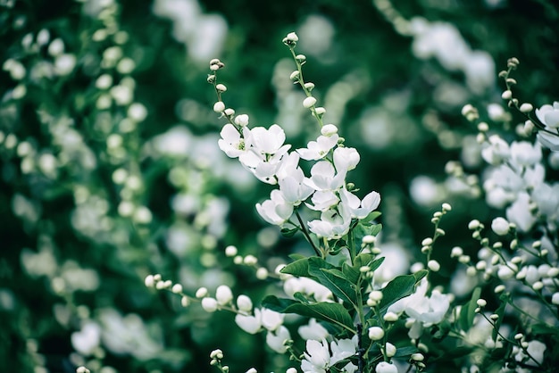 Photo spring white flowers