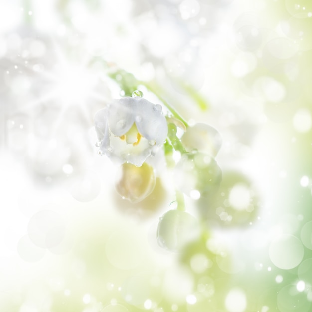 Photo spring  in white and light green