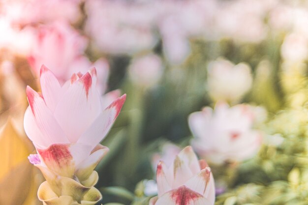 Spring white pink flower  summer  time