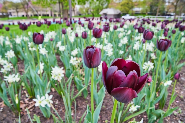 Spring white and purple tulip field in downtown park