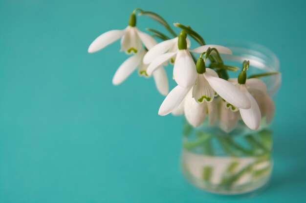 Spring white snowdrops over blue background. Copy space.