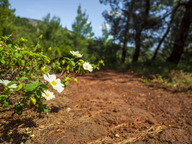 그리스 에비아(Evia) 섬의 초원과 산에 있는 봄의 흰 야생화 시스투스