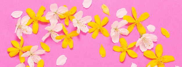 Spring white and yellow flowers on pink paper background