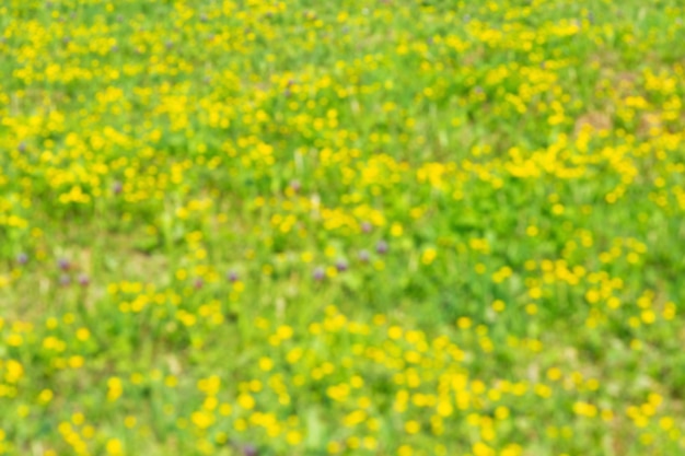 自然の中で春の野花畑赤緑と黄色の植物