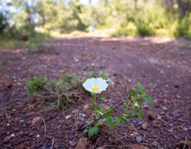 ギリシャのエヴィア島の牧草地と山々にある春の野花シスタス