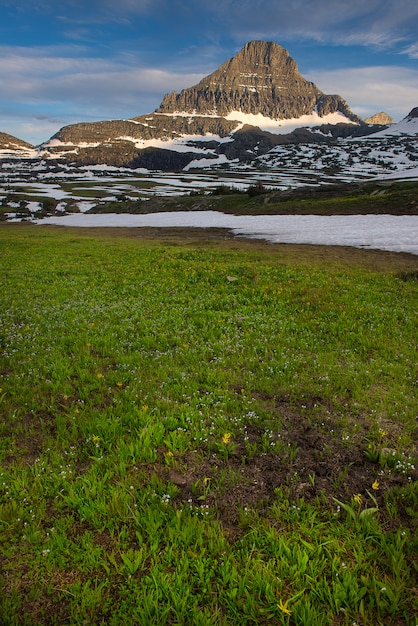 Spring wildflowers in glacier national park