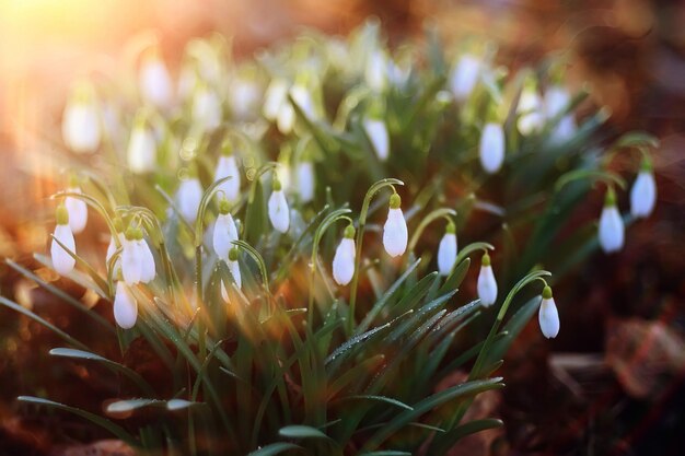 봄 야생화 태양 광선 bokeh snowdrops, 3 월에 따뜻한 황금 봄 배경 일출