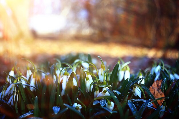 spring wildflowers sun rays bokeh snowdrops, warm golden spring background sunrise in march