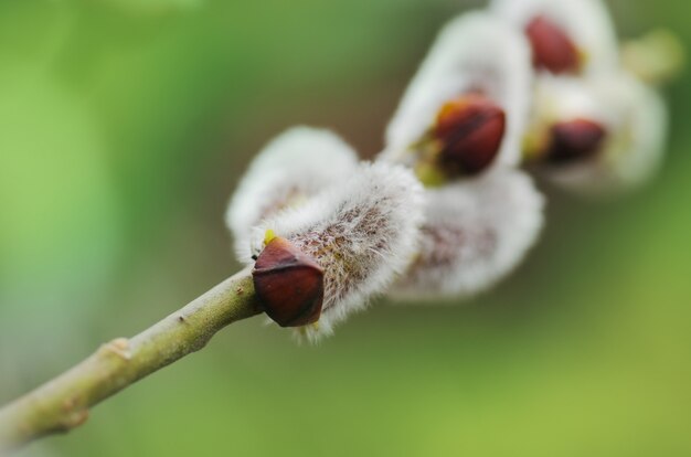 Spring willow branches on  pastel background.