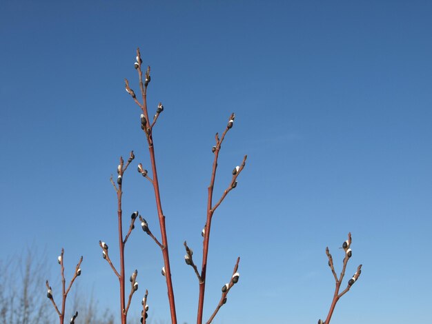 Spring willow buds on a blue sky background
