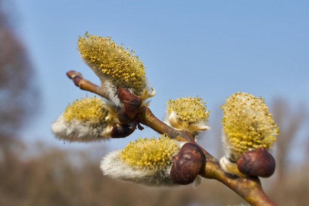 バネ。柳（lat。Salix）の花、イヤリング-花序が開花しました。