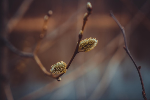 spring willow