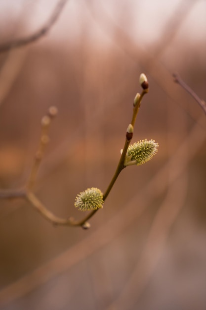 spring willow