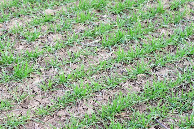 Spring winter wheat field