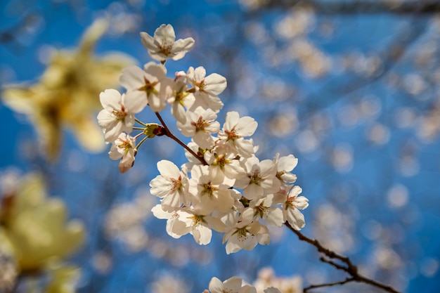 Spring with white cherry blossoms in full bloom