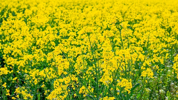 Spring with yellow rapeseed flowers, rapeseed blossoms