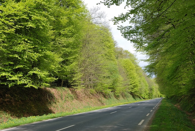 Spring woodland