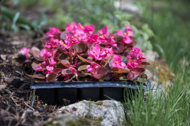 写真 園芸植物の春の仕事移植花の苗鉢の苗ガーデニングベゴニア