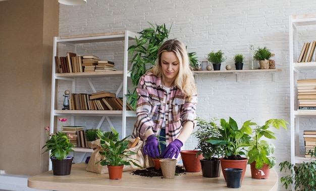 春の作業室のケア観葉植物の放棄春に向けて屋内植物を目覚めさせる女性が自宅で新しい鉢に植物を移植する庭師の移植植物選択的な焦点
