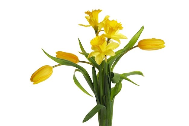 Spring yellow daffodil and tulip flowers isolated on white background