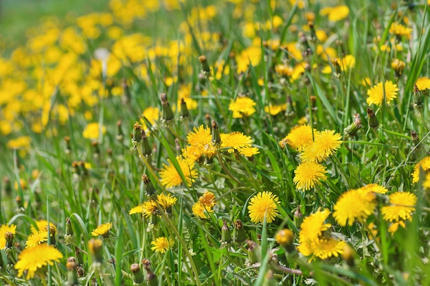 Spring yellow dandelion flowers