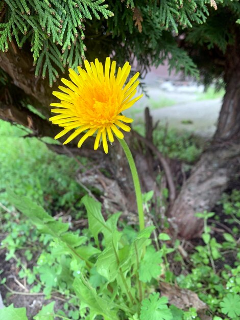 Foto dente di leone giallo primaverile