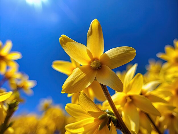 spring yellow flowers and the blue sky no clouds macro view