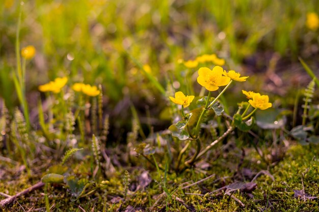 Spring yellow flowers closeup