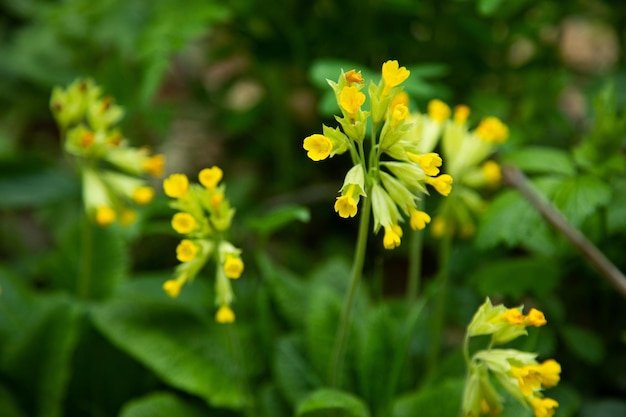 森の春の黄色い花