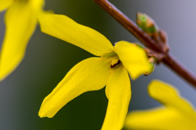 Spring yellow flowers on green background. textures.