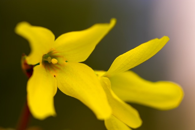 Fiori primaverili gialli su sfondo verde. trame.