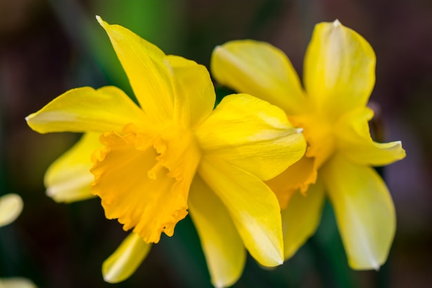 Spring yellow flowers on green background. textures.