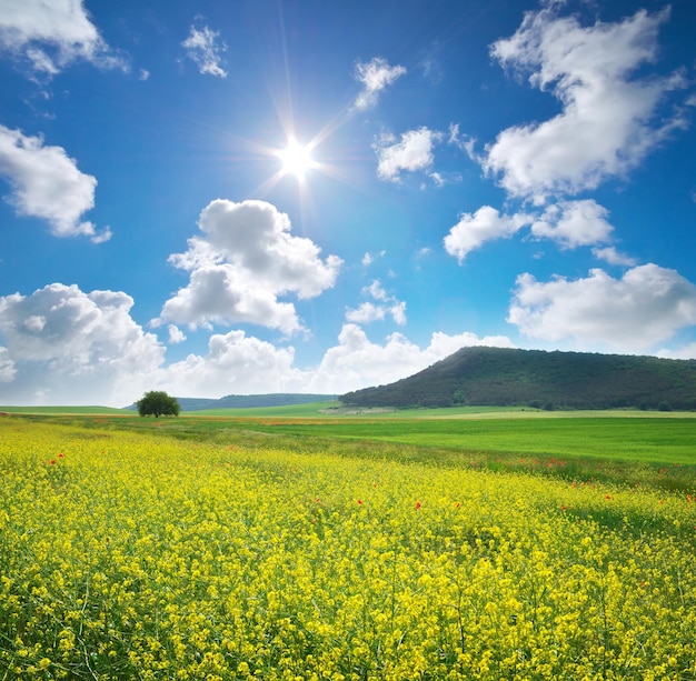 Spring yellow flowers in meadow Beautiful landscapes