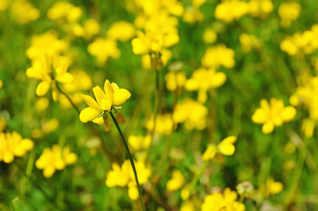 Spring yellow flowers