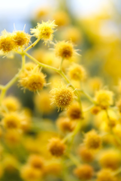 春の黄色いミモザの花