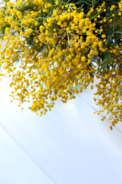 Spring yellow mimosa flowers