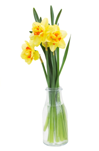 Spring yellow narcissus isolated on white background