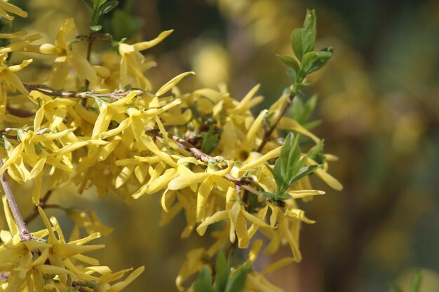 Foto piccoli fiori gialli primaverili