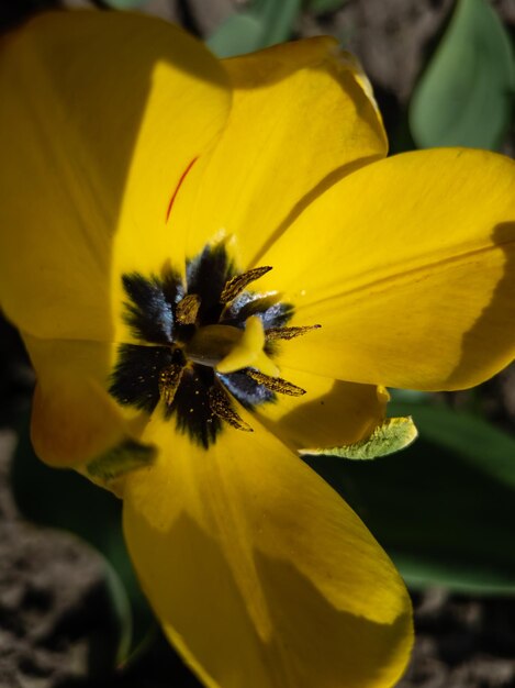 庭の花壇の春の黄色いチューリップ