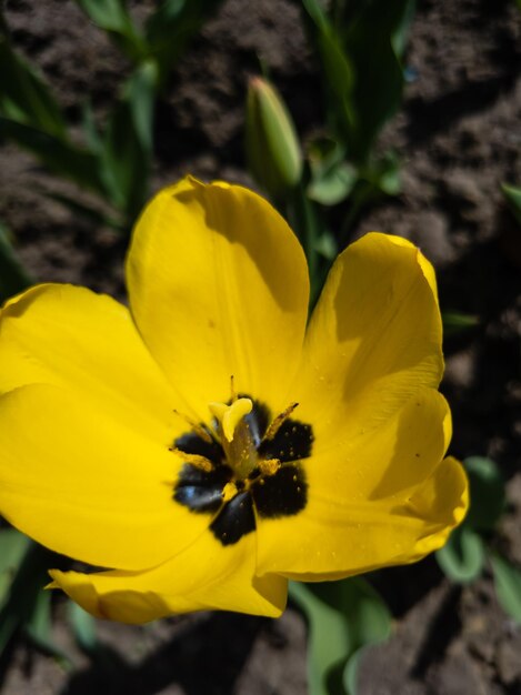 사진 정원 에 있는 꽃병 에 있는 봄의 노란색 립