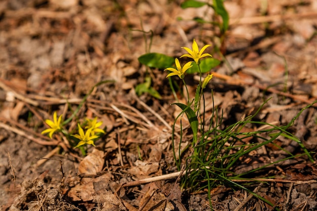 Foto fiori di campo gialli primaverili tra le foglie autunnali