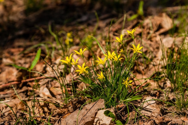 Spring yellow wildflowers among the autumn leaves