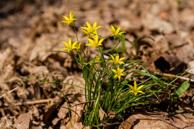 Spring yellow wildflowers among the autumn leaves