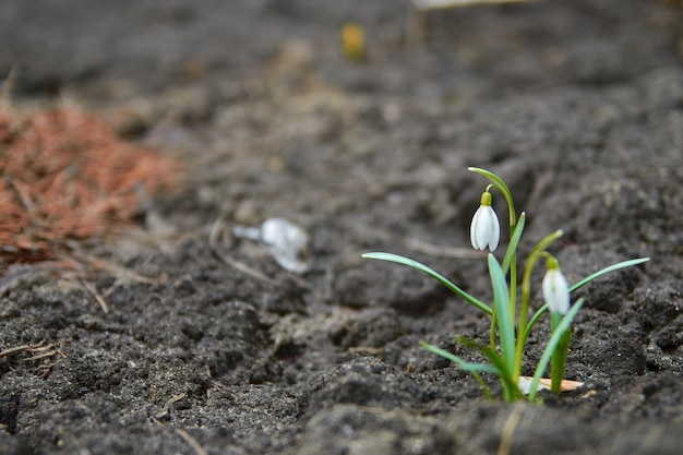 春の若いスノードロップが地面から成長します