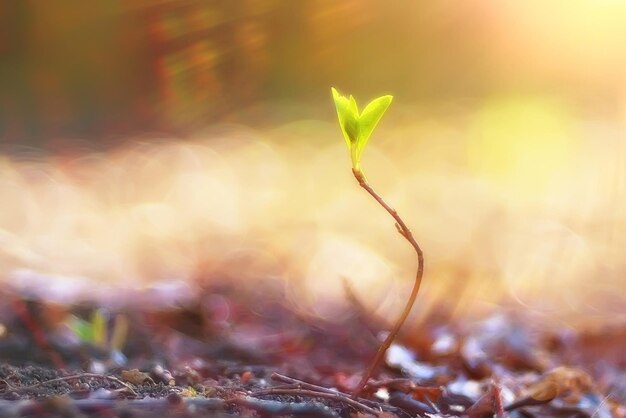 spring young sprouts / beautiful nature background, young spring leaves, green shoots