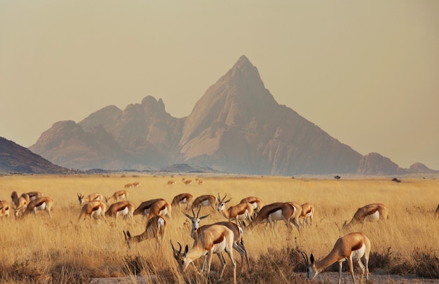 The springbok (Antidorcas marsupialis)  in the african bush, Namibia.