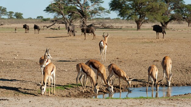 Photo springbok drinking at a waterhole