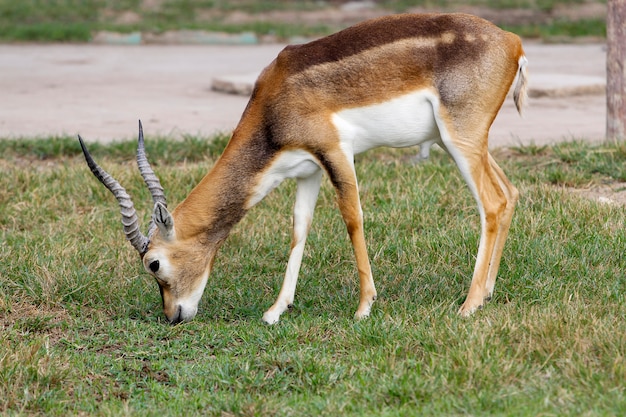 The springbok eatting grass in the garden at thailand