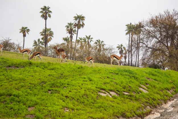 Springbok gazelle antelope grazing in the grass african multiple isolated